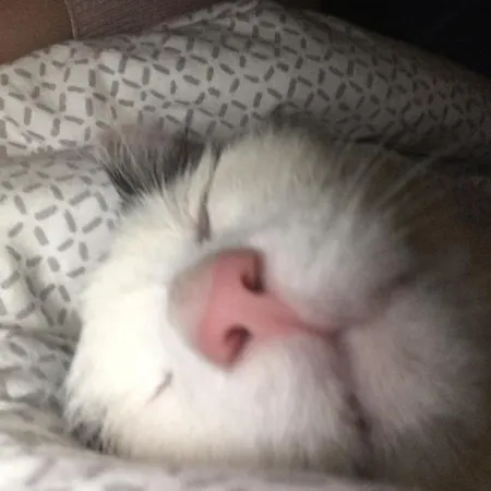 Konukevi Grete Stubenberg