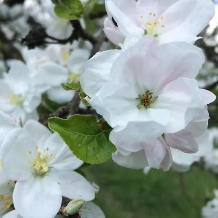 Grete Konukevi Stubenberg