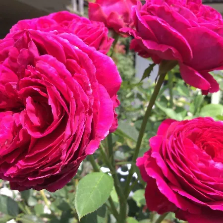 Grete Konukevi Stubenberg