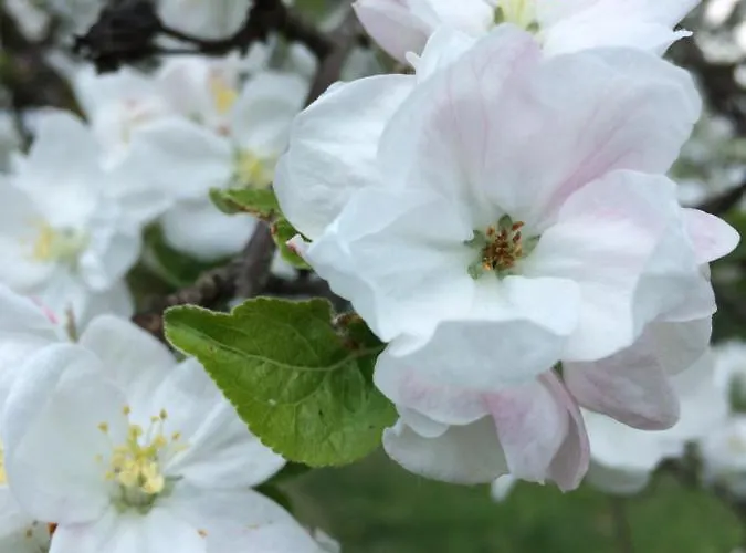 Grete Gasthof Stubenberg