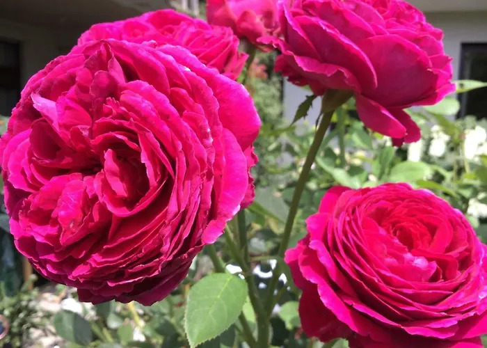 Grete بيت ضيافة ستوبيبرغ